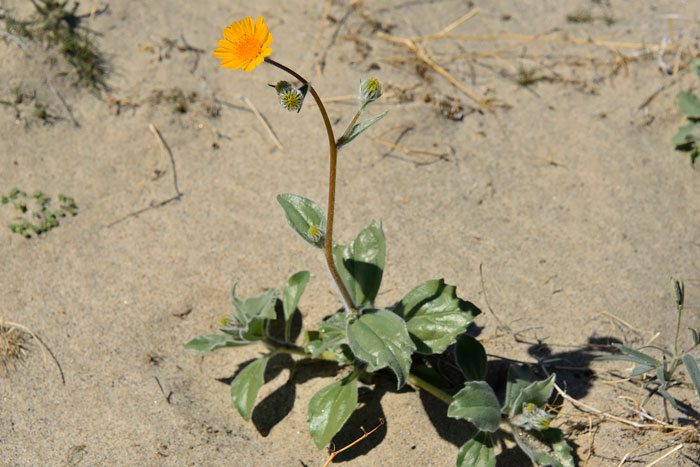 Hairy Desertsunflower or Desert Gold has bright green alternate leaves (with or without a small stem) covered in a bristly pubescence, stems are singles or in multiple branches. Geraea canescens